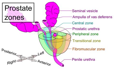 rostata|prostate pictures anatomy.